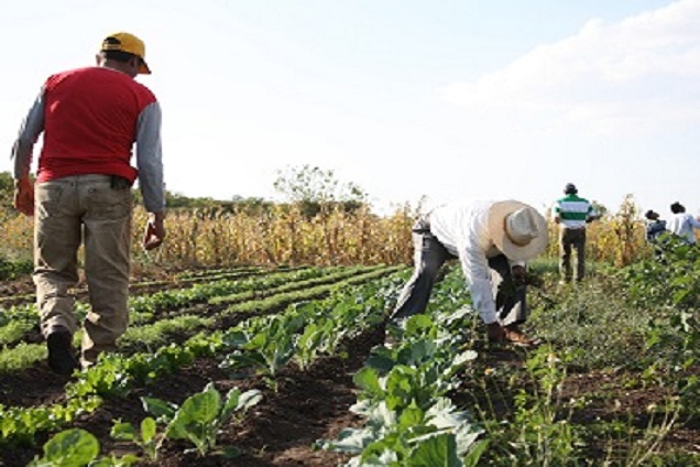 Hacia agriculturas más sustentables, alternativas ante la crisis rural y alimentaria